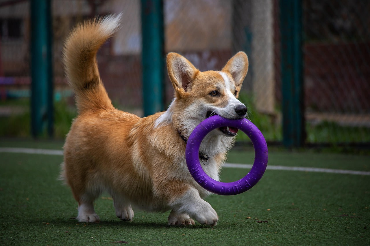 PetMart