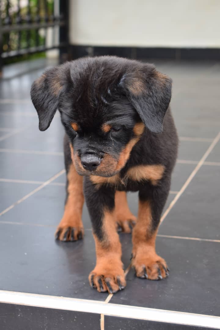 Rottweiler Puppy for Sale | Purebred Guard Dog