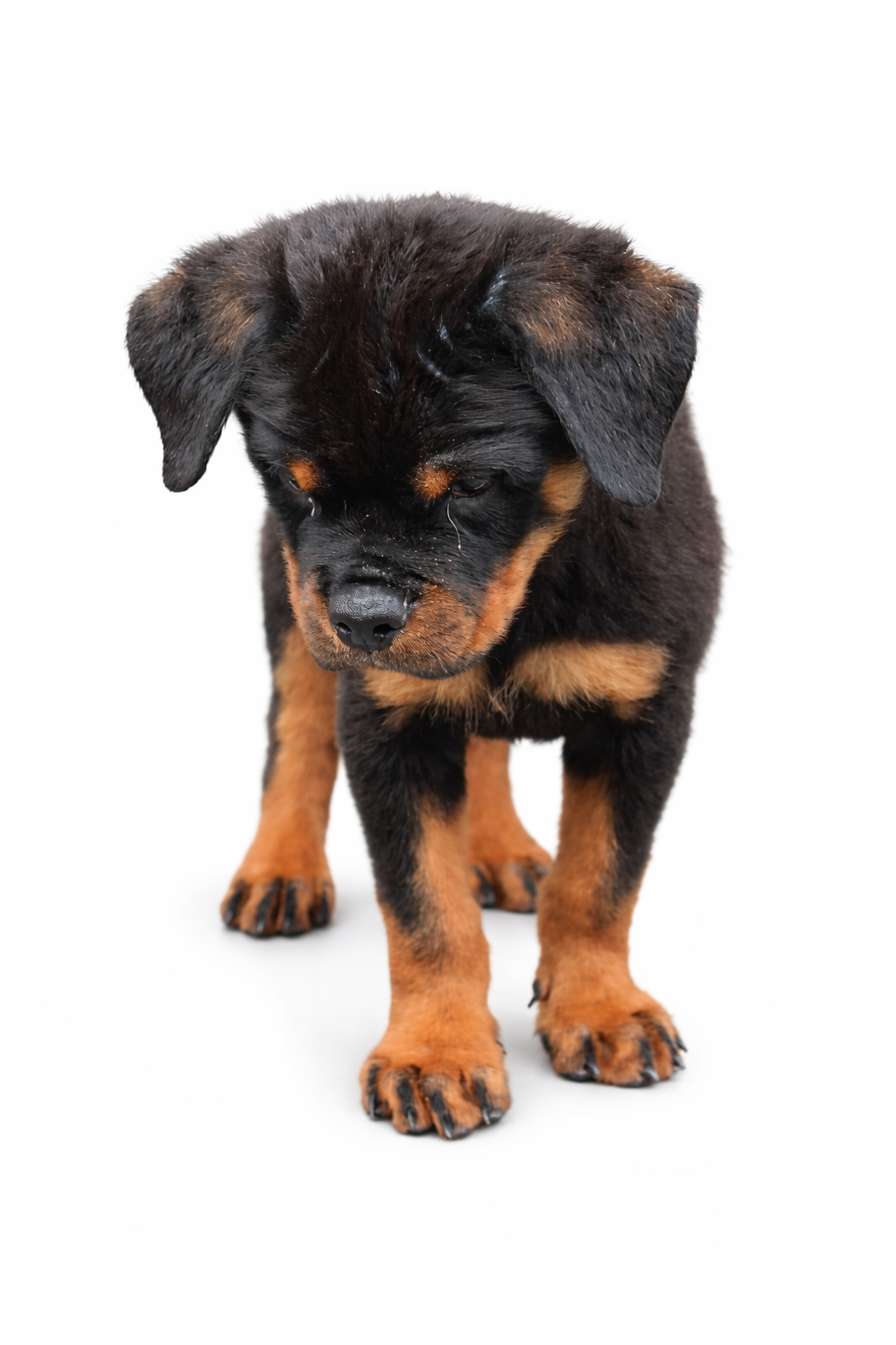 Rottweiler Puppy for Sale | Purebred Guard Dog