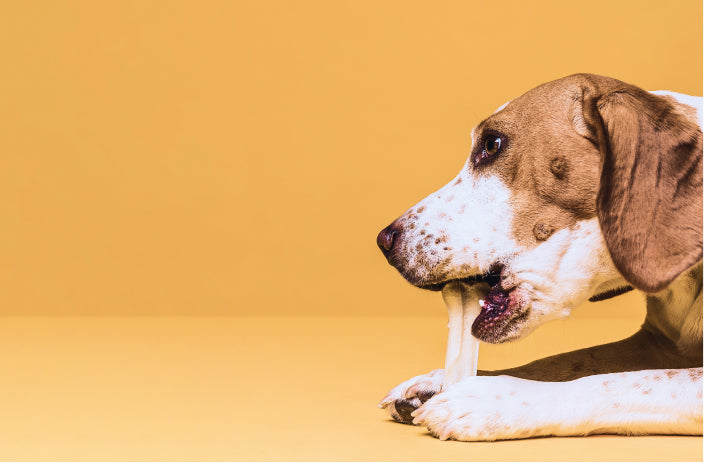 Top-Quality Dog Food & Supplies