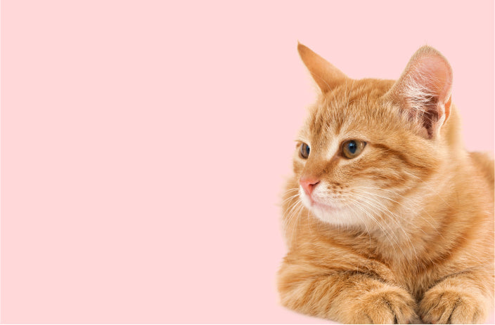 Premium Pet Supplies at Unbeatable Prices