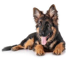German Shepherd Dogs