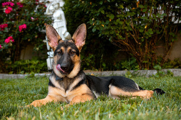 German Shepherd Dogs