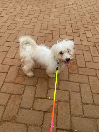 Maltese Dog Puppy – 2 Months Old