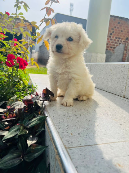 Maltese Dog Puppy – 2 Months Old
