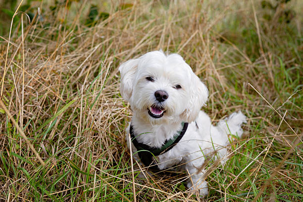 Maltese Dog Puppy – 2 Months Old