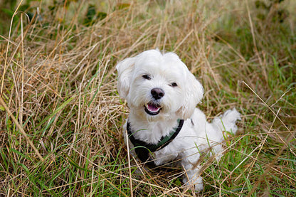 Maltese Dog Puppy – 2 Months Old
