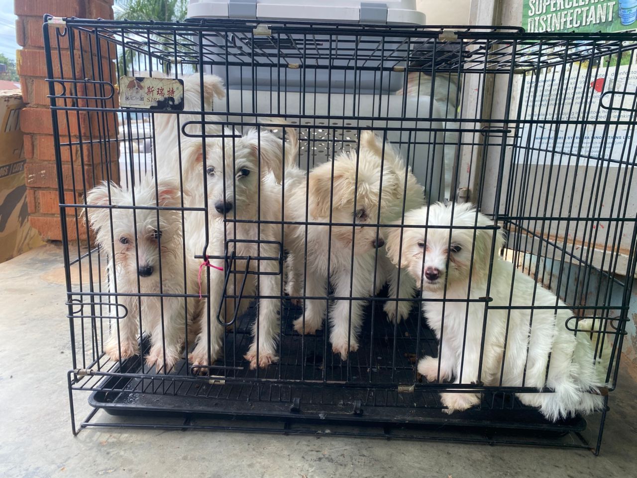 Maltese Dog Puppy – 2 Months Old