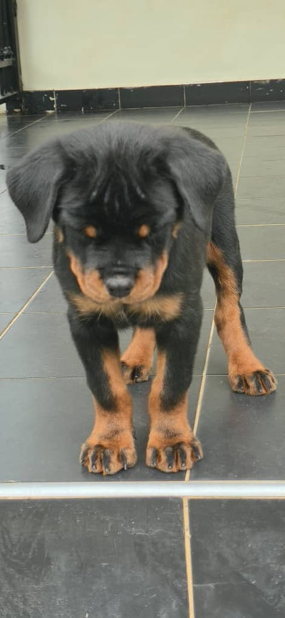Rottweiler Puppy for Sale | Purebred Guard Dog