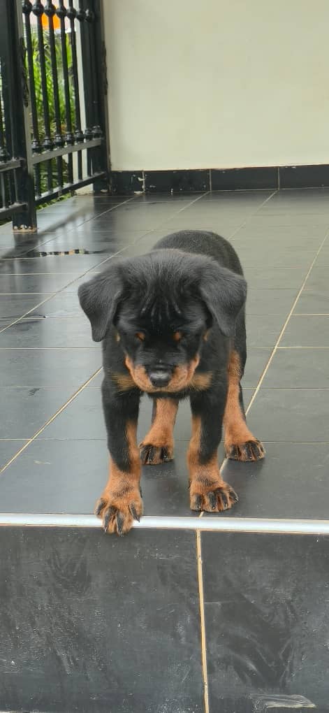 Rottweiler Puppy for Sale | Purebred Guard Dog